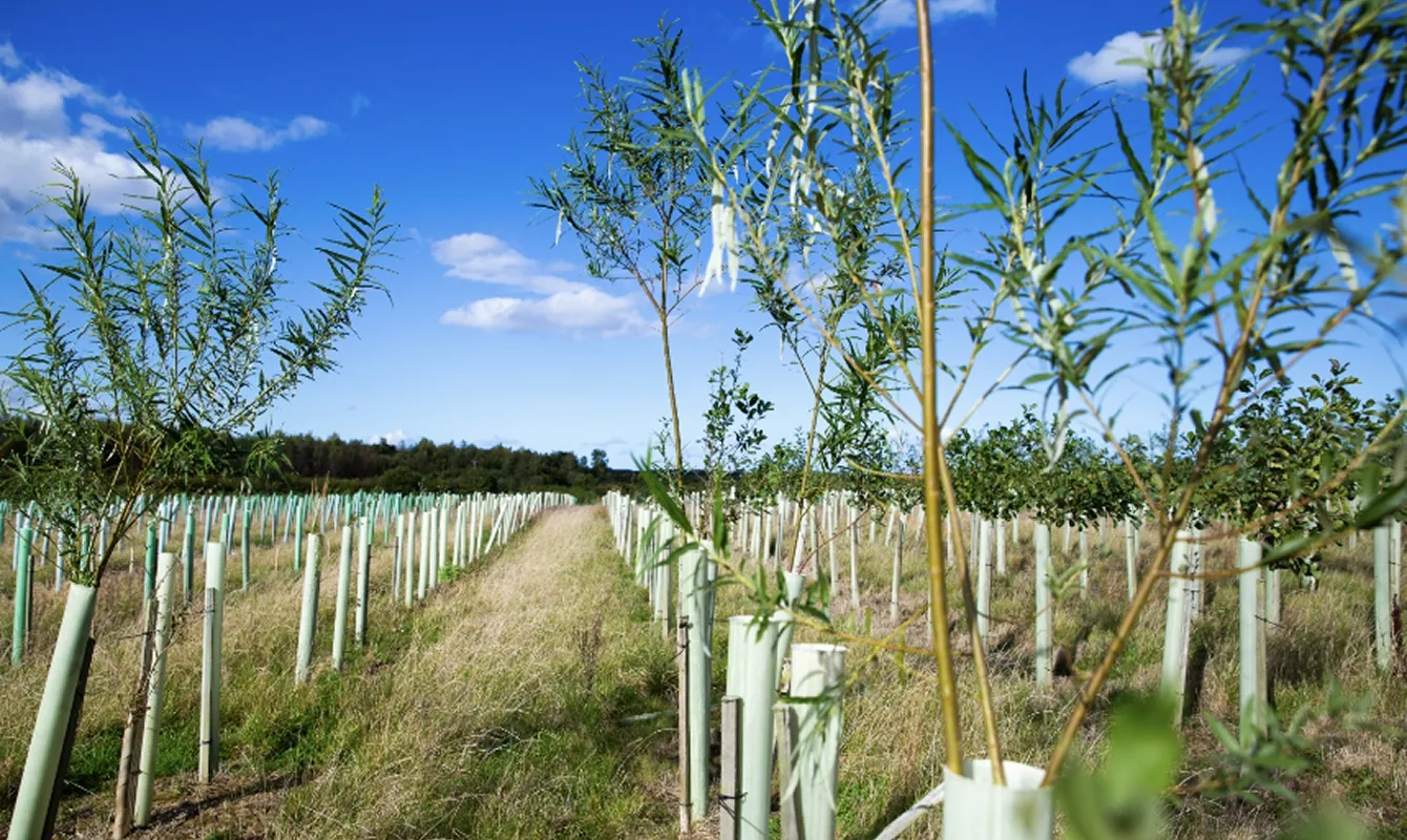 Newly planted trees in Northumberland Woodland