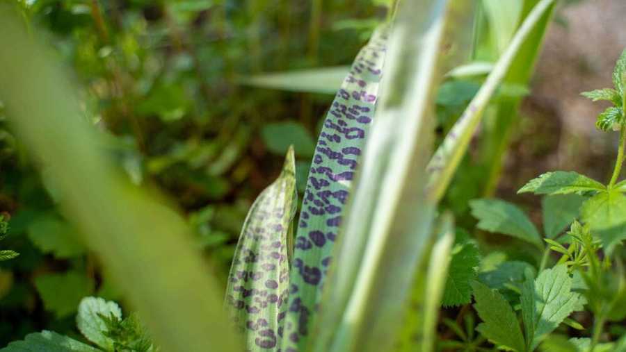 Spotty leaves