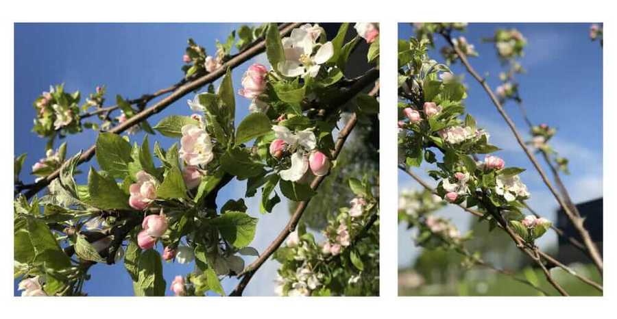 School orchard