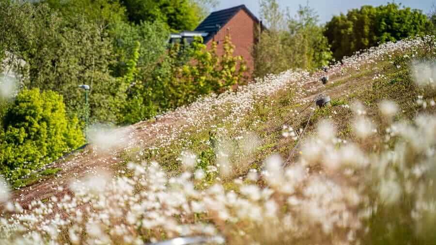 A grassy bank surrounded by trees with small white flowers sprouting all around